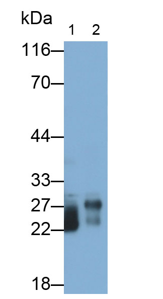 32138