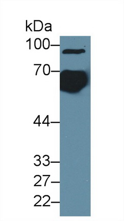 14596