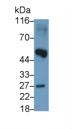 61127