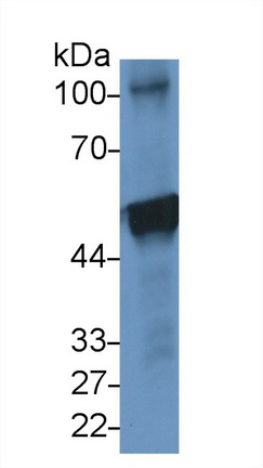 48331