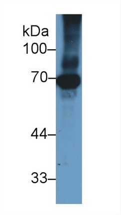 13260