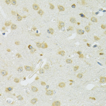 Валидация Elabscience E-AB-65038