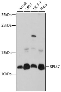 Валидация Elabscience E-AB-91504