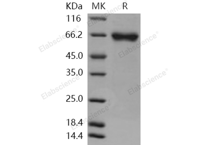 Валидация Elabscience PKSH031134(1912)