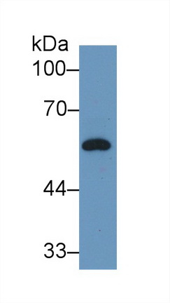 9209
