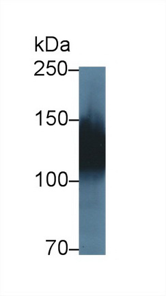 12600