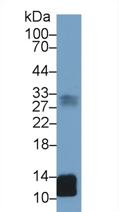 13667