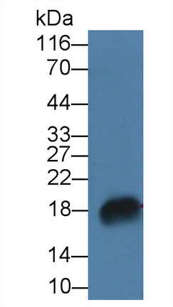 3775