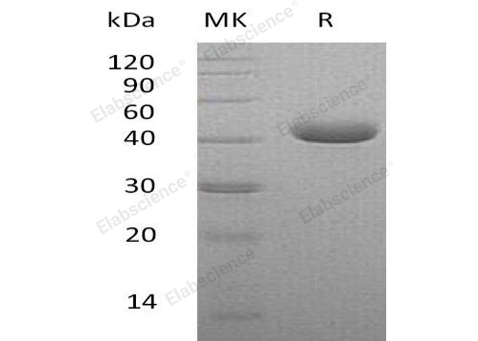 Валидация Elabscience PKSH032790(3209)