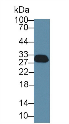 9224