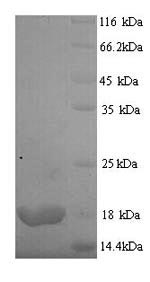 SDS-PAGE