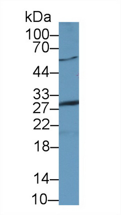 14450