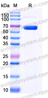 EHE19602, SDS-PAGE