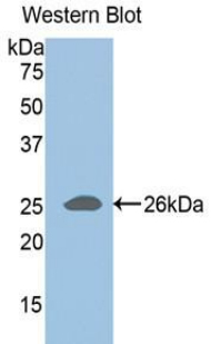 48976