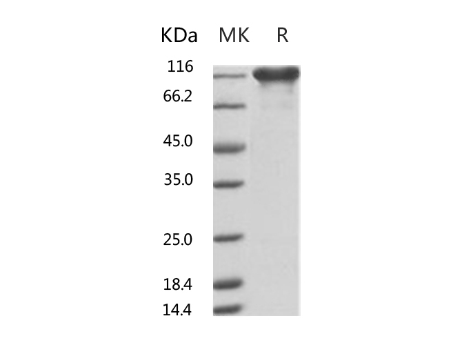 Валидация Elabscience PKSR030509(5819)