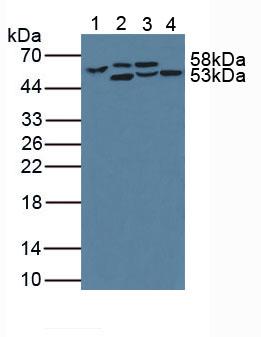6501