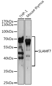 Валидация Elabscience E-AB-68382