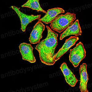 Валидация IF - AntibodySystem RHJ80803 (1452)