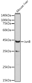 Валидация Elabscience E-AB-62112