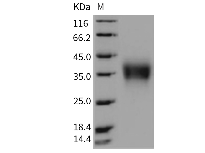 Валидация Elabscience PKSR030402(5738)