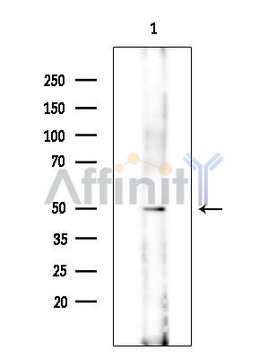 Валидация Affinity DF14449 - 10419