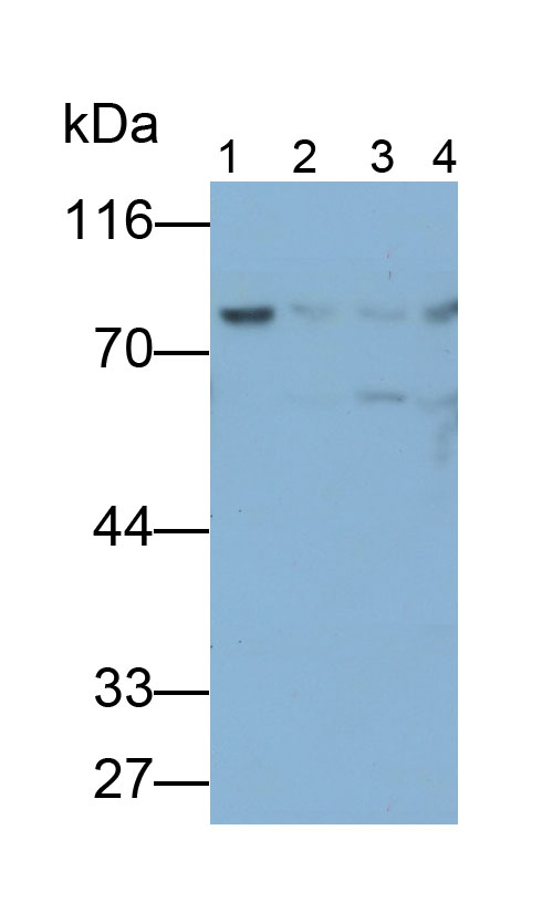 20478