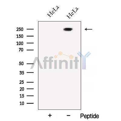 Валидация Affinity DF12842 - 7567