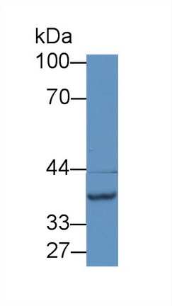 9291