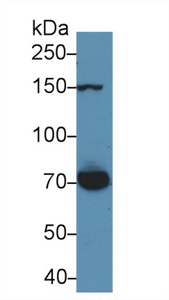 13894