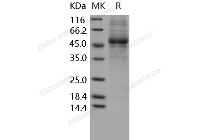 Валидация Elabscience PKSH031636(2295)