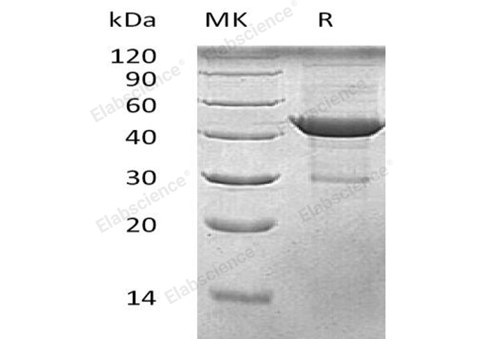 Валидация Elabscience PKSH033261(3600)