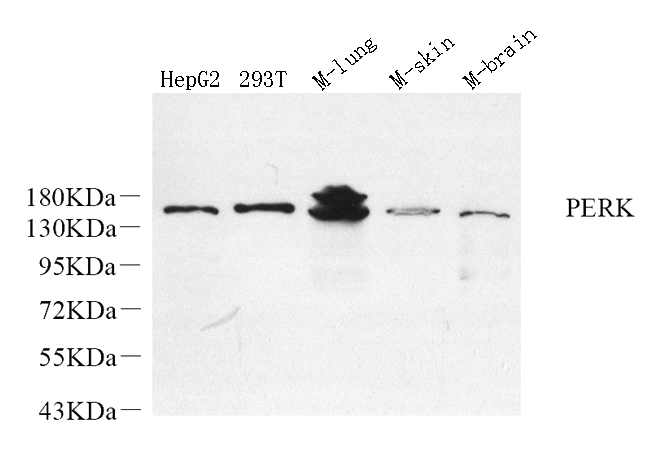 Валидация Elabscience E-AB-70366