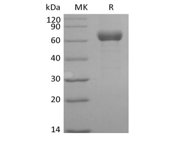 Валидация Elabscience PKSH033975(4205)