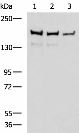 Валидация Elabscience E-AB-52117