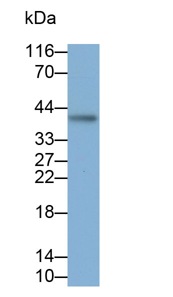 30959