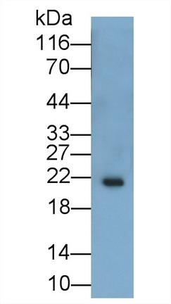 26992