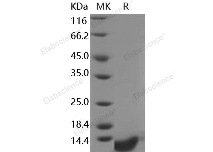 Валидация Elabscience PKSH030495(1411)