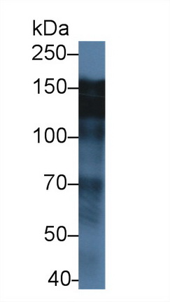 9546
