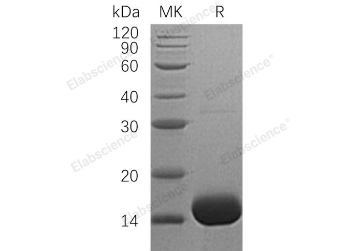 Валидация Elabscience PKSH032639(3078)