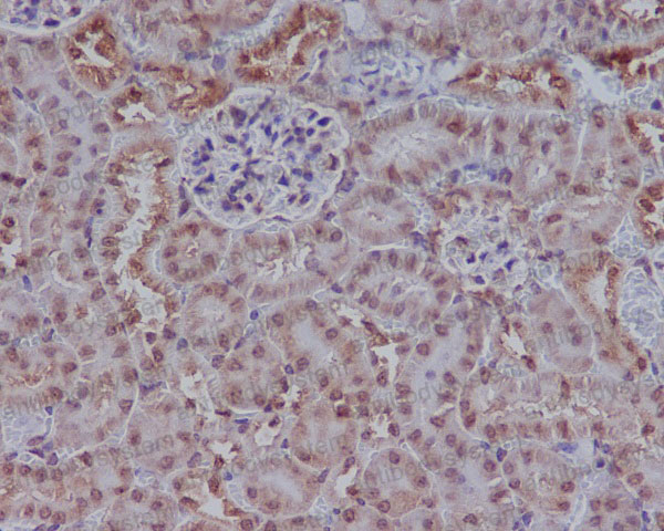 Валидация AntibodySystem RHG09801