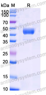 AHB48102, SDS-PAGE