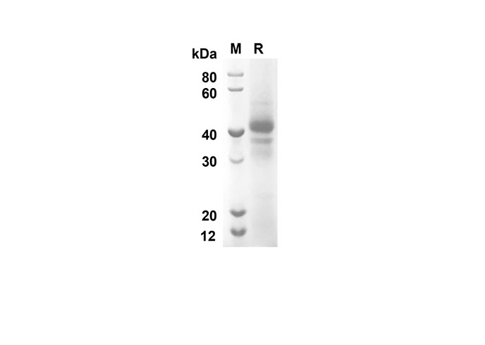 Валидация Elabscience PDMH100266(889)