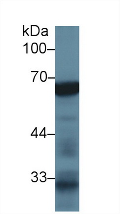 13027