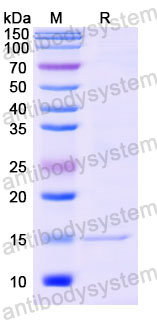 Валидация SDS-PAGE - AntibodySystem RMA95501