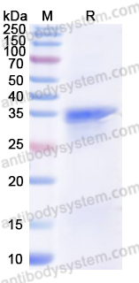 Валидация AntibodySystem YHB89201