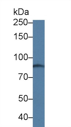 9842