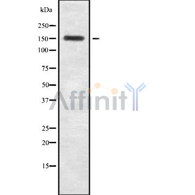 Валидация Affinity DF8623 - 20555