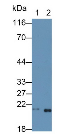 8384