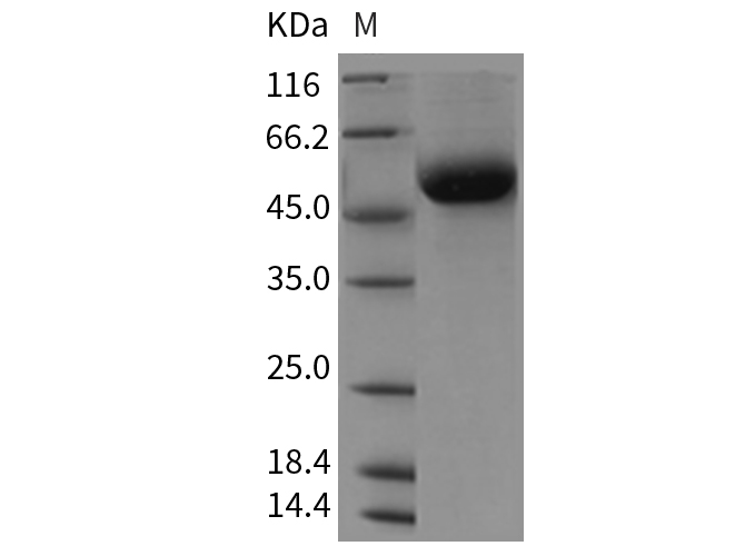 Валидация Elabscience PKSR030164(5530)