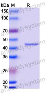 Валидация SDS-PAGE - AntibodySystem RVV13410